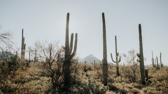 a cactus in a desert with Saguaro National Park in the background