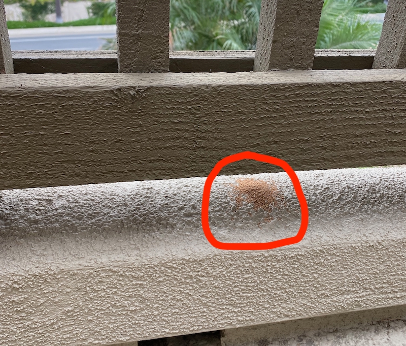 Signs of termites on balcony termite pellets left behind