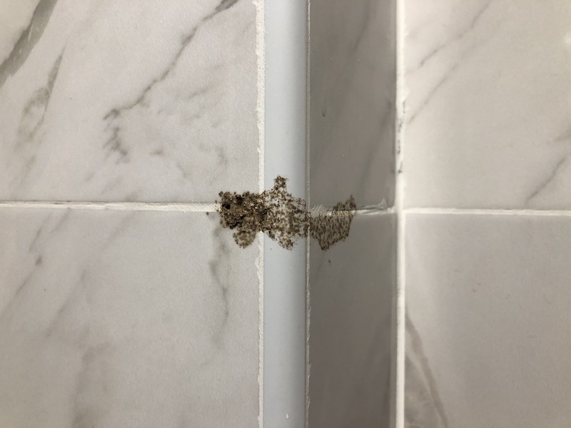 Sings of termites on interior of house in shower area